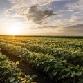 How does the agriculture industry in northern texas impact finance practices and investments?